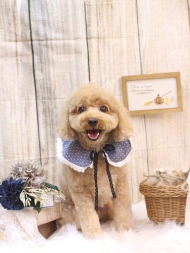 20241013コアくん